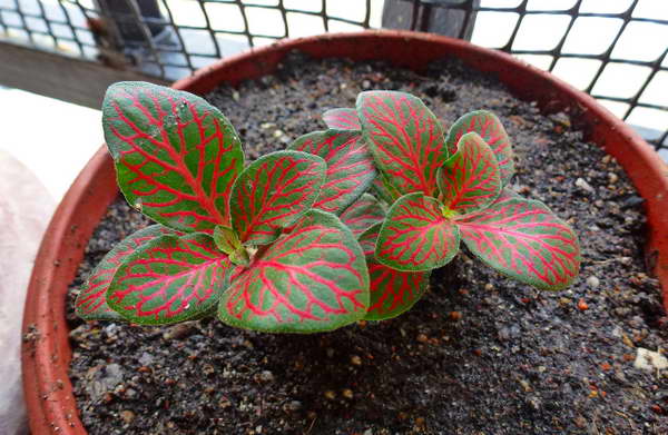 Fittonia from seeds photo of seedlings