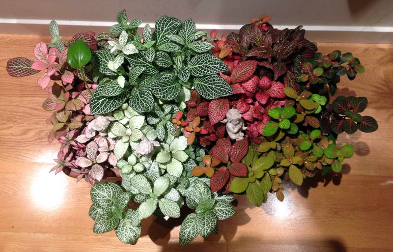 Fittonia mix home care photo flowers