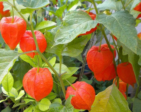 Physalis cultivated