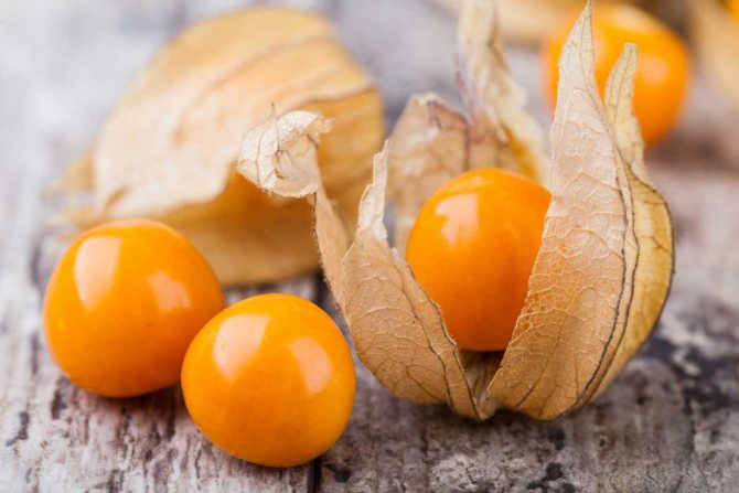 Physalis: planting and care in the open field, growing from seeds, species and varieties