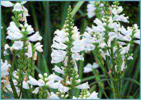 physicalostegia variegated planting and care in the open field