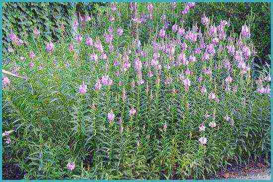 physicalostegia variegated planting and care in the open field
