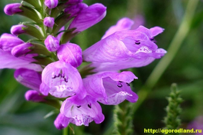 Physostegia. Growing and caring for physical fitness