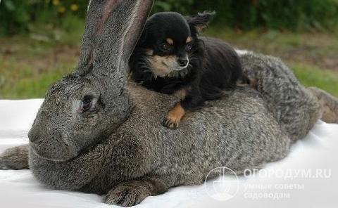 The Flemish giant in size and body weight is much larger than its "congeners"