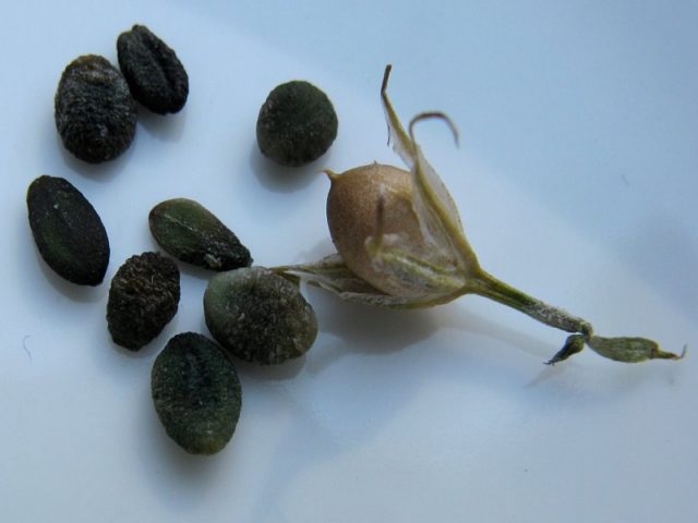 الفلوكس السنوي: الخواص الدقيقة لزراعة زهرة نارية من صورة البذور