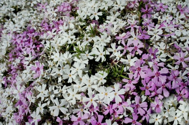 Phlox subulate - a charming gift of nature
