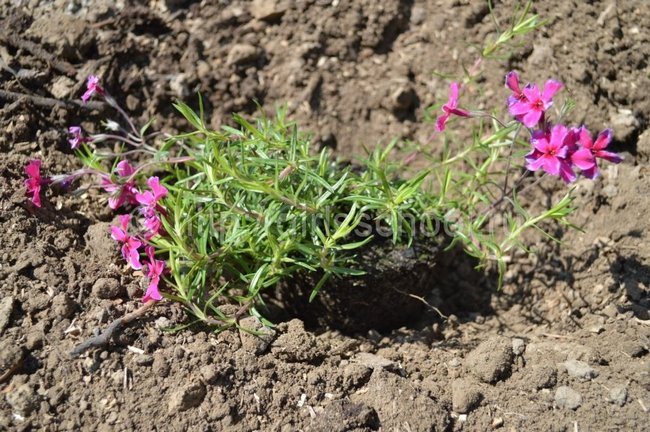 Seed phlox planting and care
