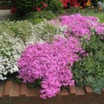 Phlox in landscape design photos - a guide to creating beautiful flower beds