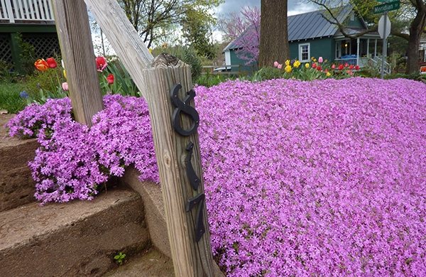 phlox growing from seeds when to plant