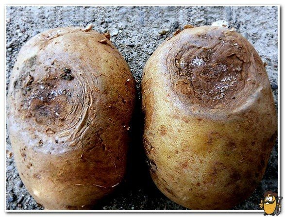 phomosis of potatoes