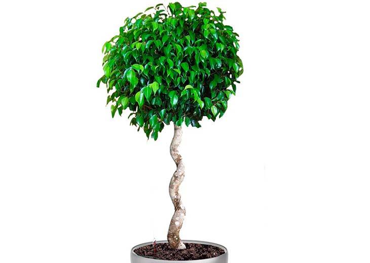 Ficus стъбло