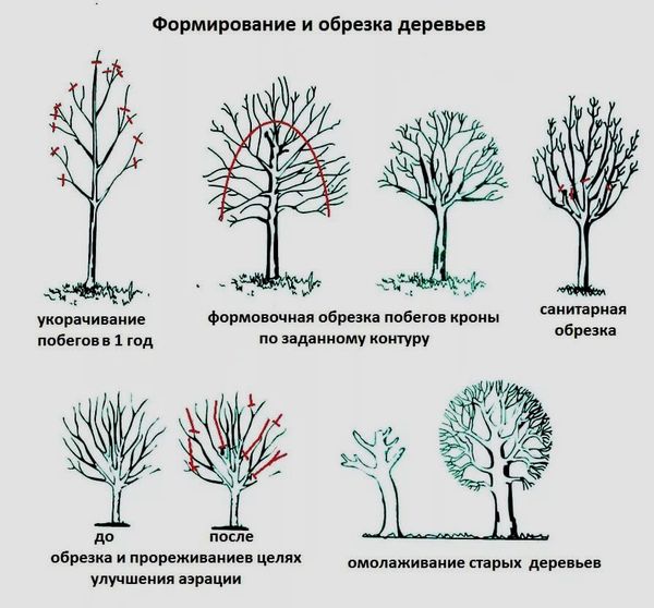 Tváření a prořezávání stromů