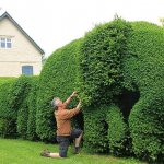 Hedge formation