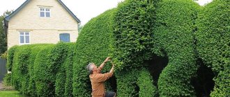 Hedge formation