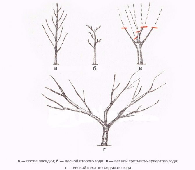Formation of the crown of an apricot from the stone