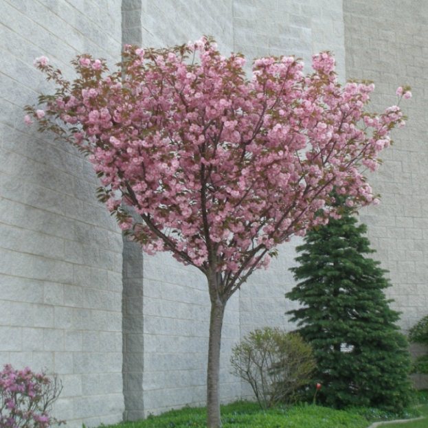 The formation of the crown of the Japanese cherry-sakura
