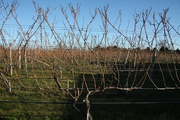 the formation of a vine bush for the first three years