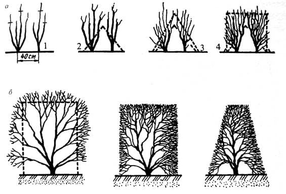 forming the correct hedge bush