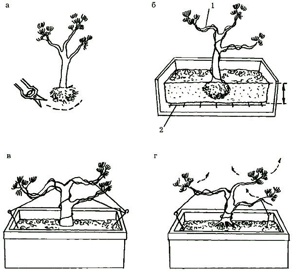 formarea pinilor bonsai
