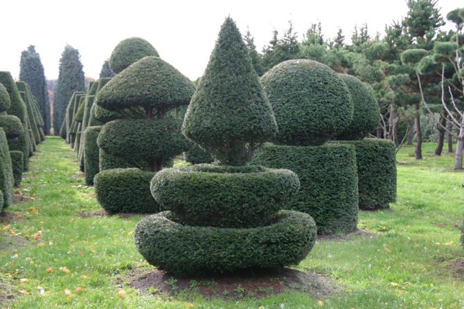 Yew formation