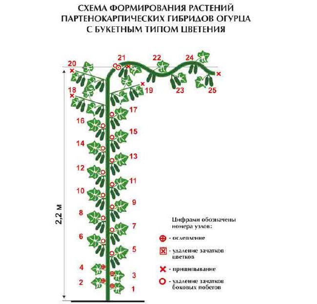 Formation of parthenocarpic hybrids of cucumbers