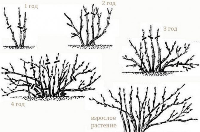 Formative currant pruning