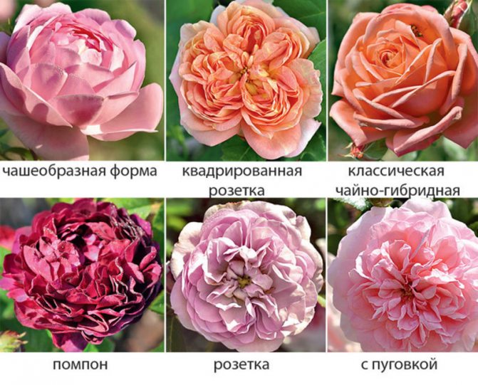 Růžové tvary