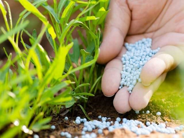 fosforová hnojiva pro zahradu