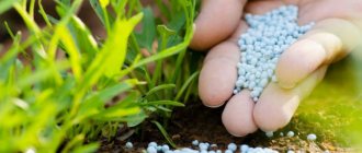 Phosphate fertilizers: application, dosage, types