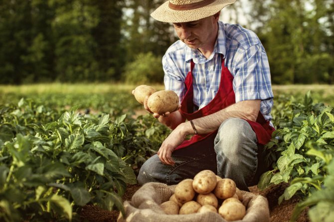 Photo 4 - is it necessary to pick flowers from potatoes to increase the yield