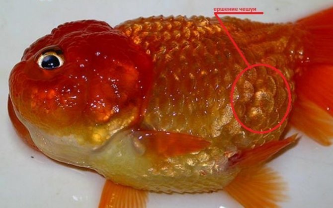 photo-6 - scraping of scales in a goldfish.