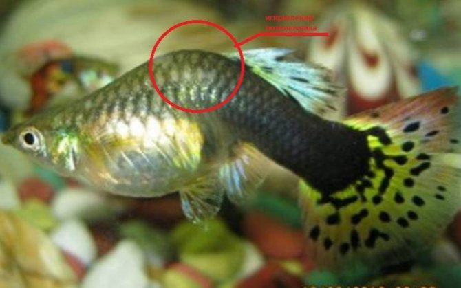 photo - 7 - guppy croaker, curvature of the back with tuberculosis