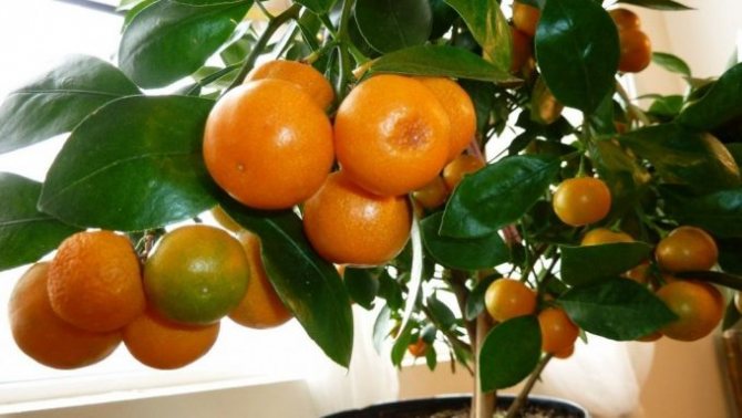 photo of Abkhazian tangerine