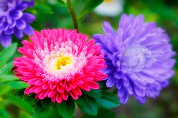 photo d'asters