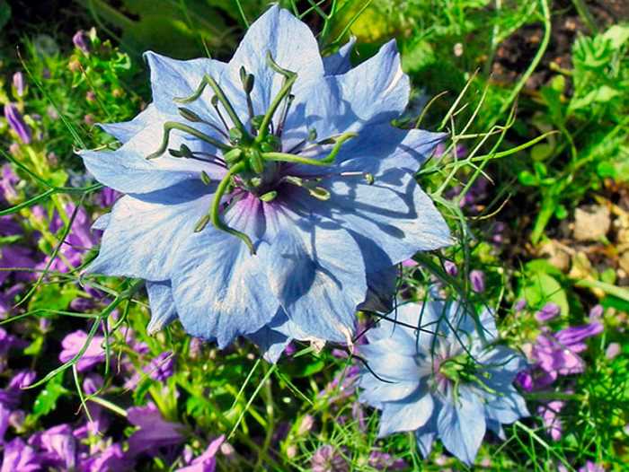 foto azarina dengan bunga biru besar
