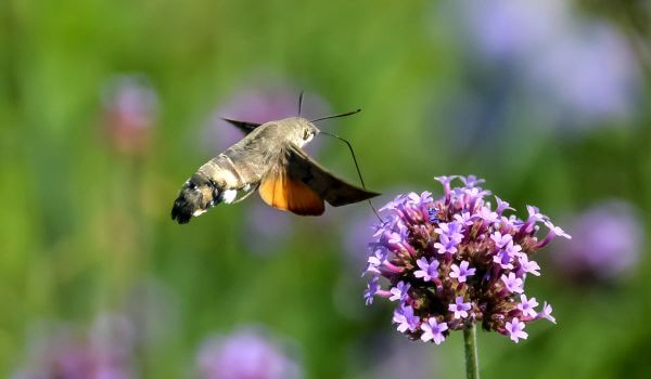 Foto: Fluture molie din Cartea Roșie