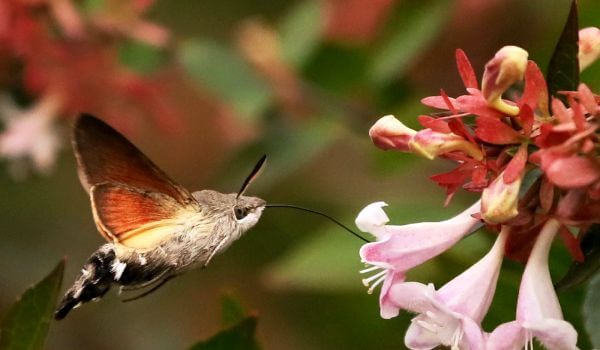 Photo: A hawk moth similar to a hummingbird