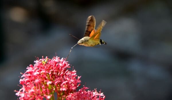 Photo: Moth butterfly in flight