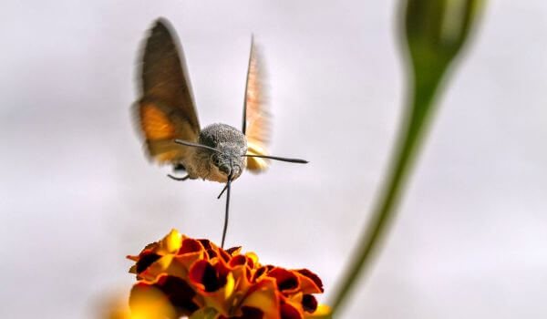 Foto: Fluture molie în natură