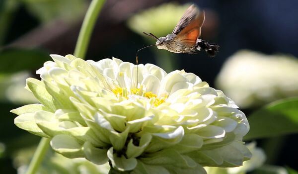 Foto: motýl můra