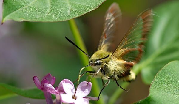 Foto: fluture molie