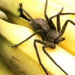 Foto: banánový pavouk