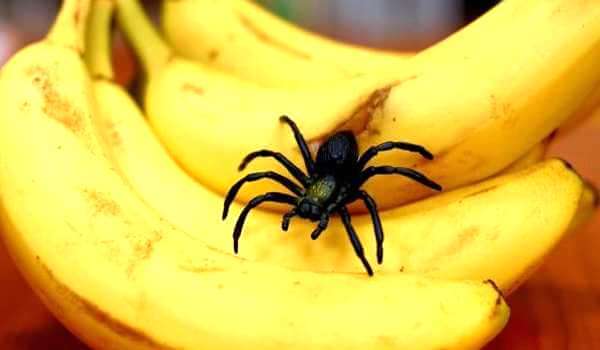 الصورة: عنكبوت الموز في الموز
