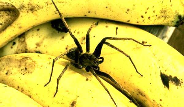 Foto: păianjen de banană într-o banană