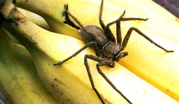 Foto: banánový pavouk