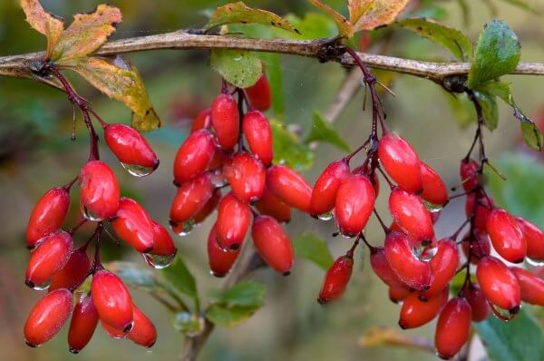 Photo: Barberry on a branch