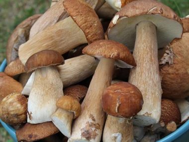Photo of porcini mushroom