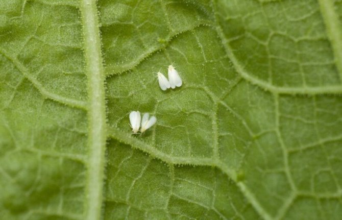 Снимка на белокрилка върху краставици