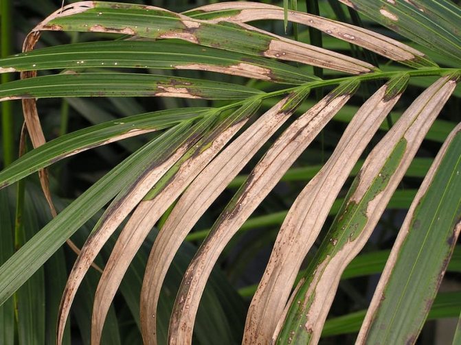 Fotografii ale bolilor palmelor