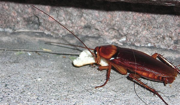 Photo: Big red cockroach